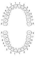 永久歯列(番号付き)