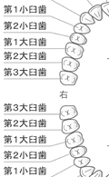 永久歯列(名称付き)