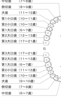 永久歯列(生え変わり時期付き)