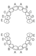乳歯列（アルファベット付き）