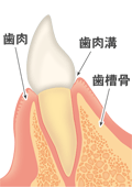 通常の前歯　文字付